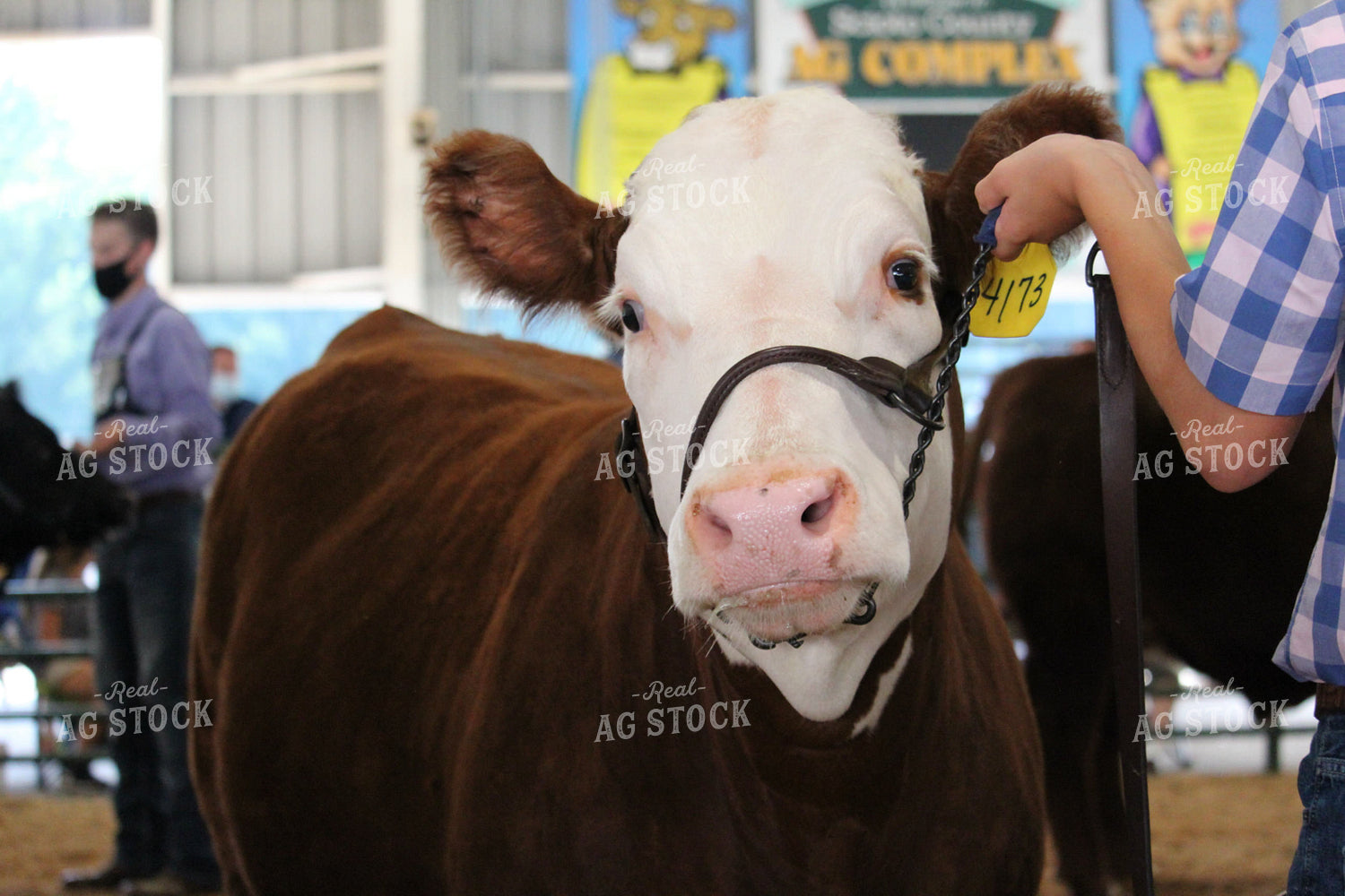 4H Cattle Show with Masks 52046