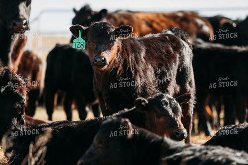 Angus Calves 53083