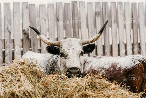 Angus Cow in Snow 64195