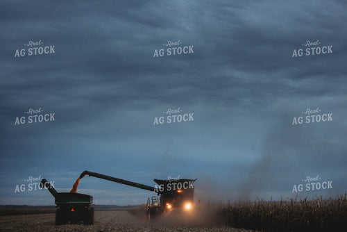 Corn Harvest 8641