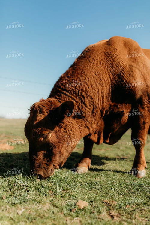Cattle on Pasture 203006
