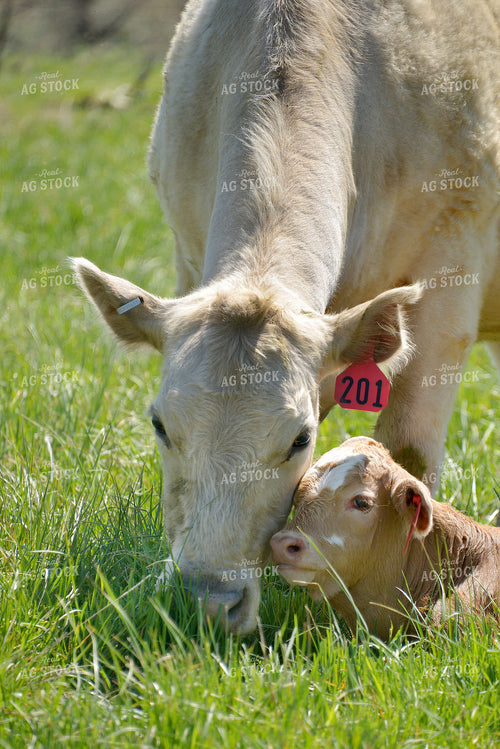 Cow-Calf in Pasture 57030