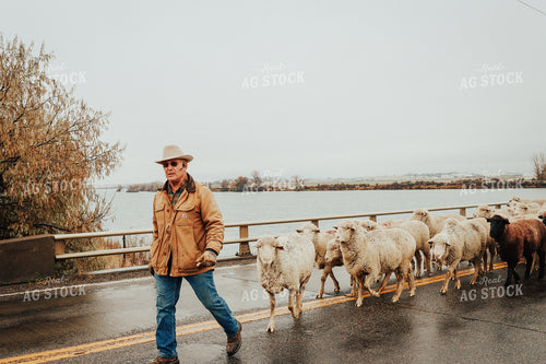 Sheep Farmer Helping Sheep Cross Road 83102