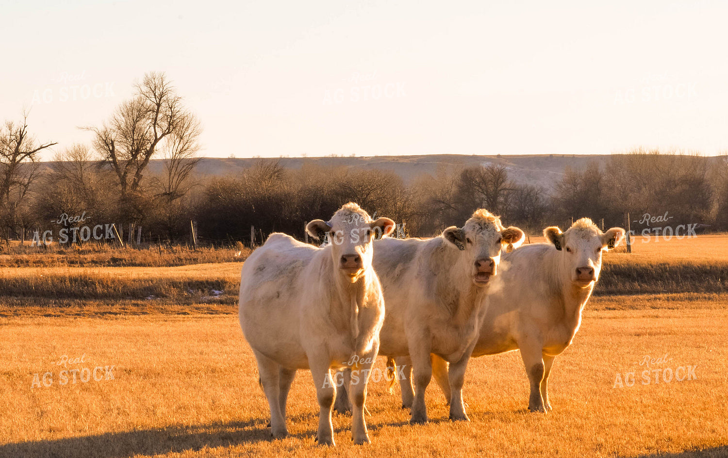 Charolais Cattle 299143