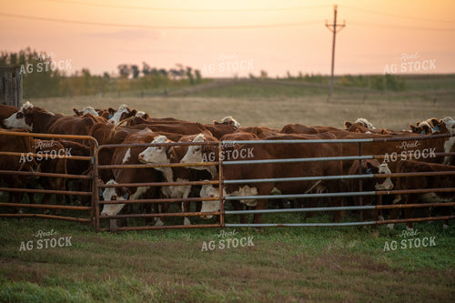 Hereford Cattle by Fence 212128