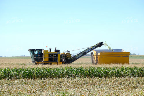 Sweet Corn Harvest 154104