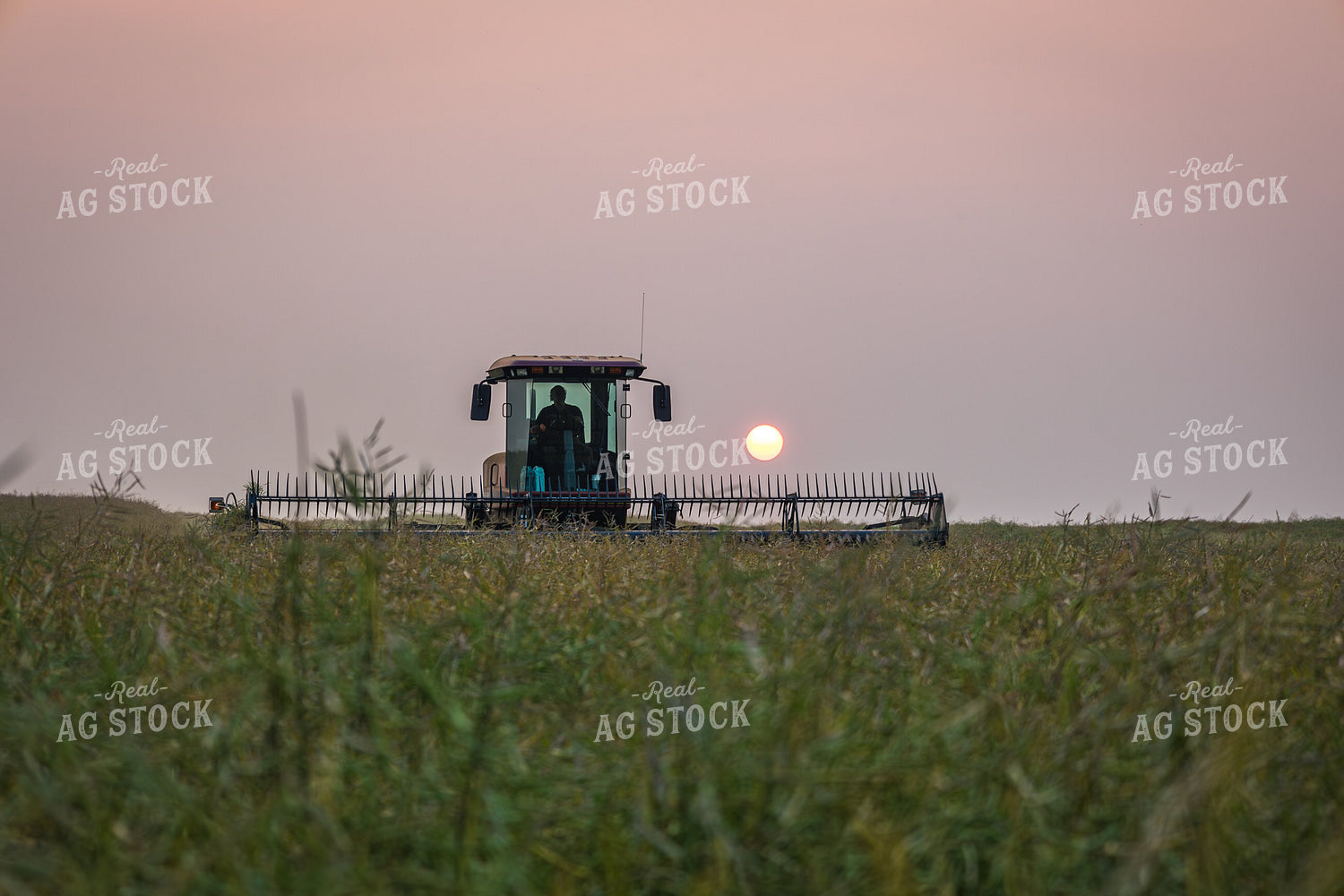 Canola Harvest 138096