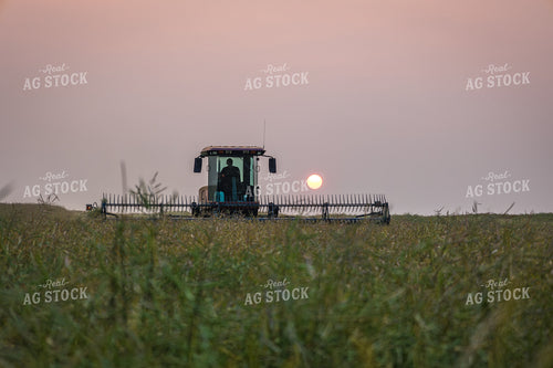 Canola Harvest 138096
