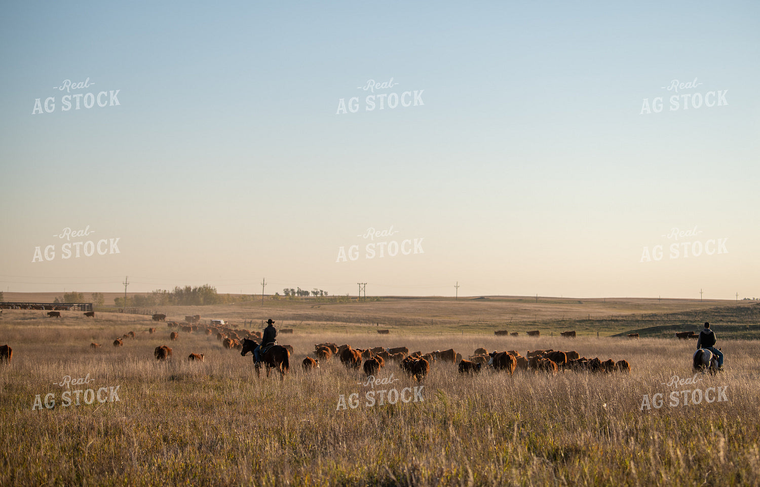 Rancher Herding Cattle on Horseback 212139