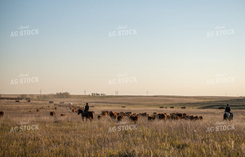 Rancher Herding Cattle on Horseback 212139