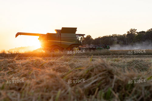 Rice Harvest at Sunset 79828