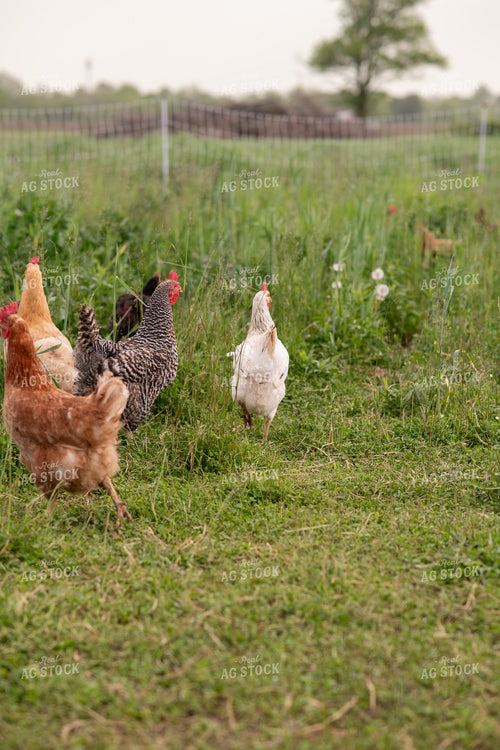 Free Range Chickens 76619