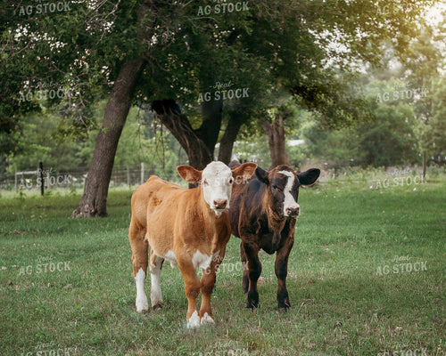 Hereford and Black Baldy Calves 174020