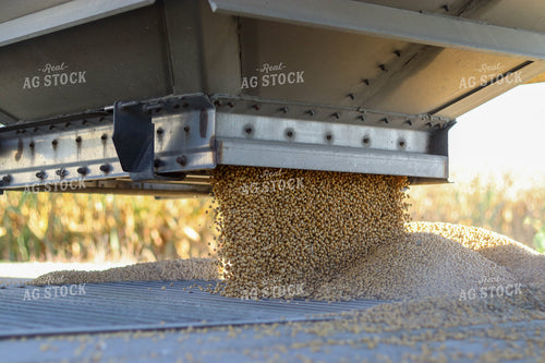 Soybeans Coming Out of Hopper 109023