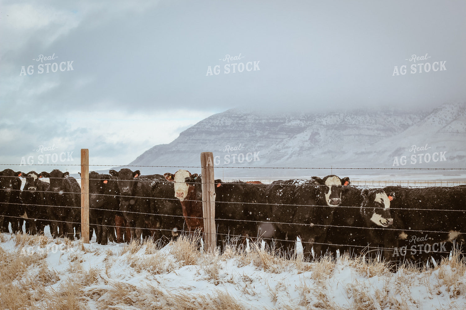 Angus and Baldy Cattle Along Fence in Pasture 78121