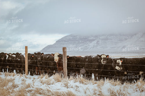 Angus and Baldy Cattle Along Fence in Pasture 78121