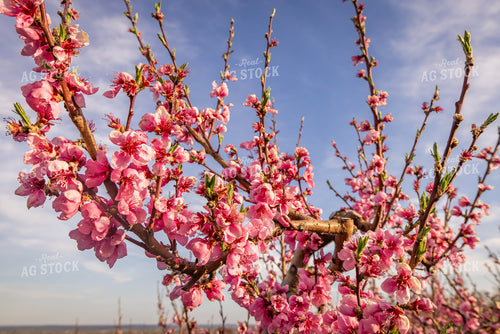 Apple Blossoms 270035