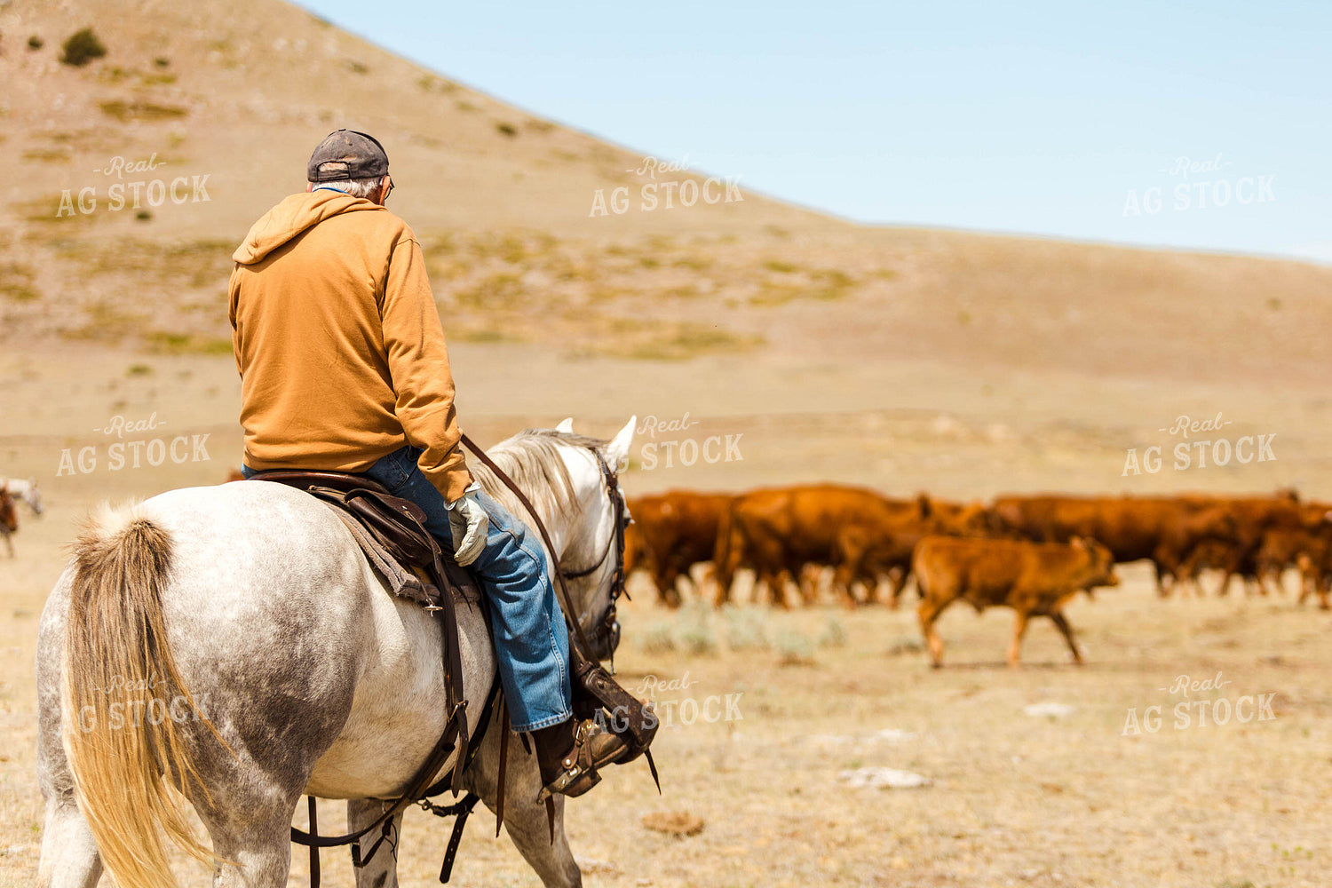 Rancher Gathering Cattle on Horseback 97194