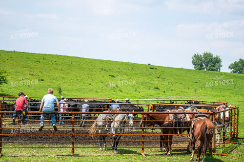 Ranchers Working Cattle 214217