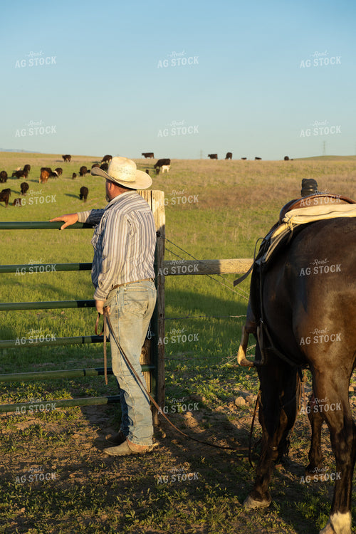 Rancher Checking Cattle 65230
