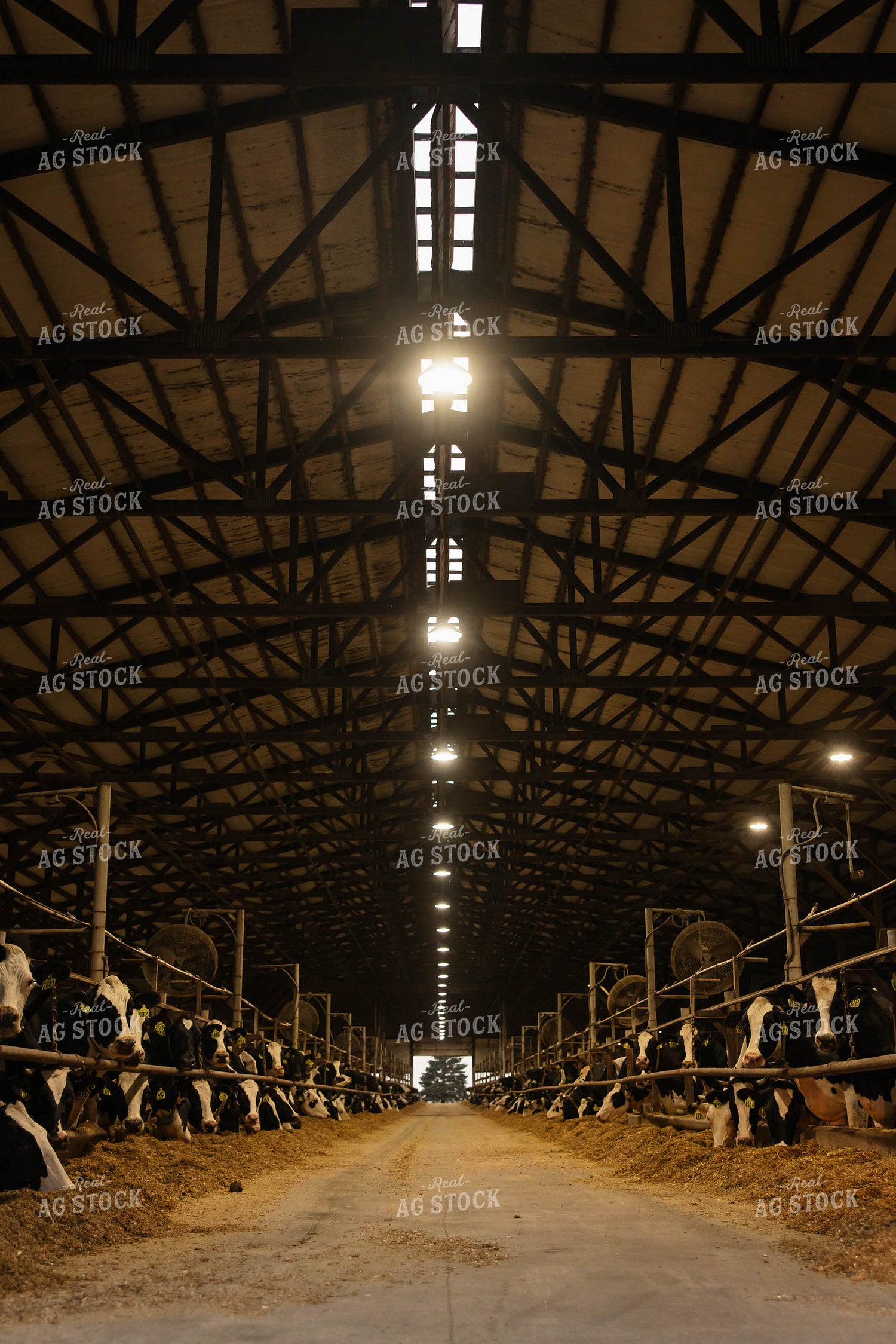 Open Air Dairy Barn 152547