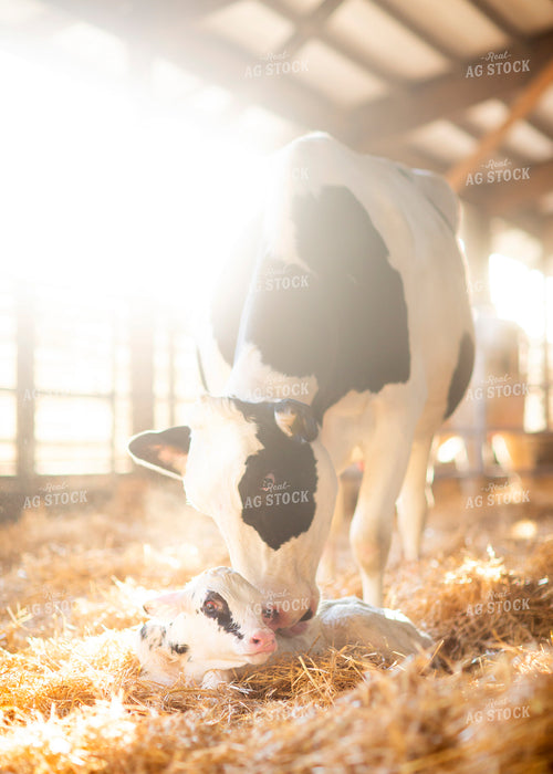 Holstein Cow and Calf 55223