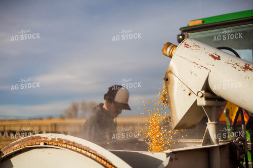 Grinding Corn to Feed Cattle 97271