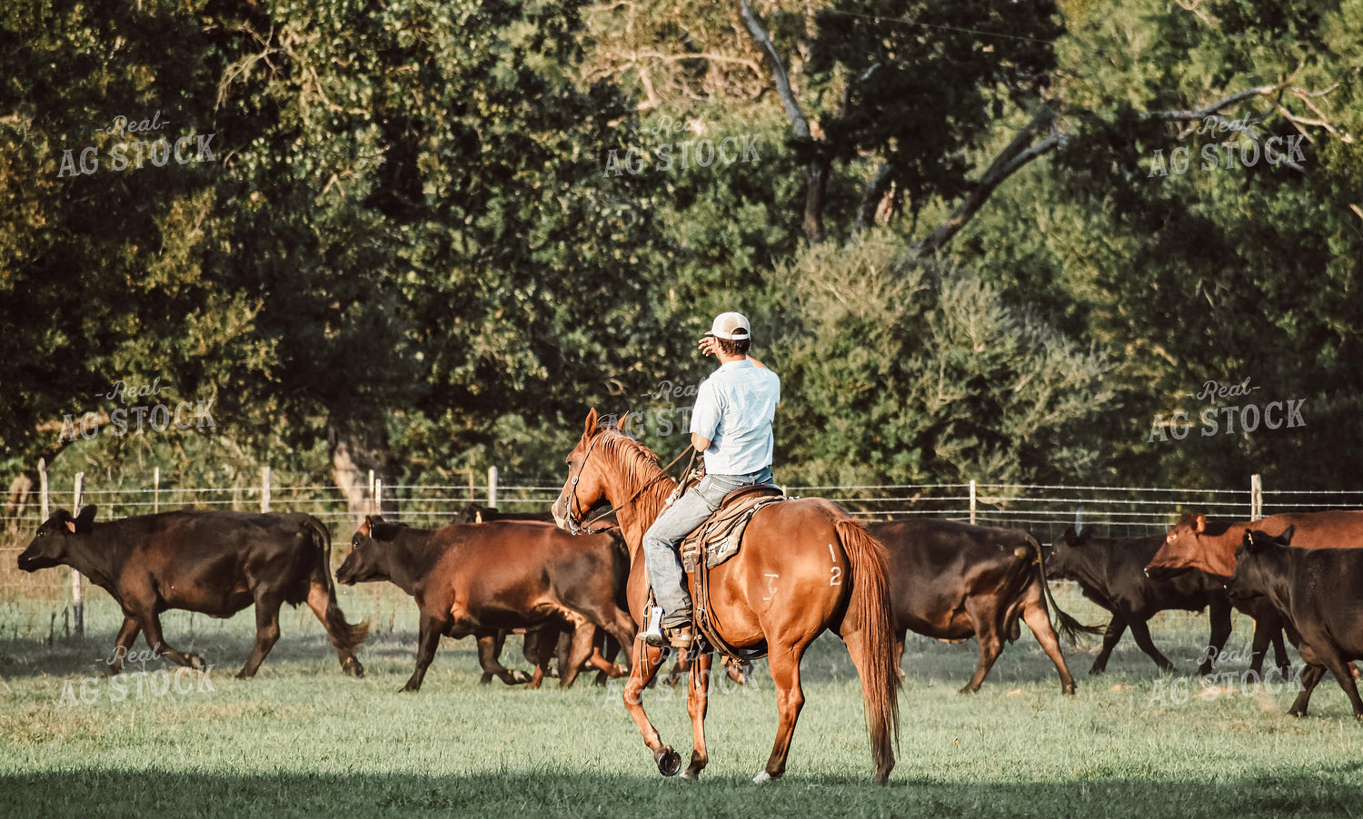 Cattleman Herding Cattle 112012