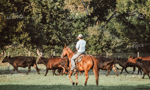 Cattleman Herding Cattle 112012