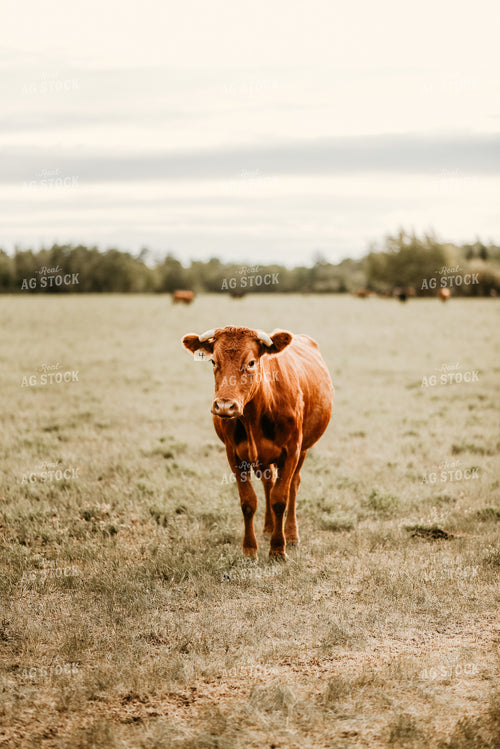 Red Angus Cow in Pasture 64217