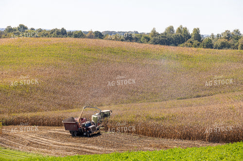 Chopping Corn Silage 194021