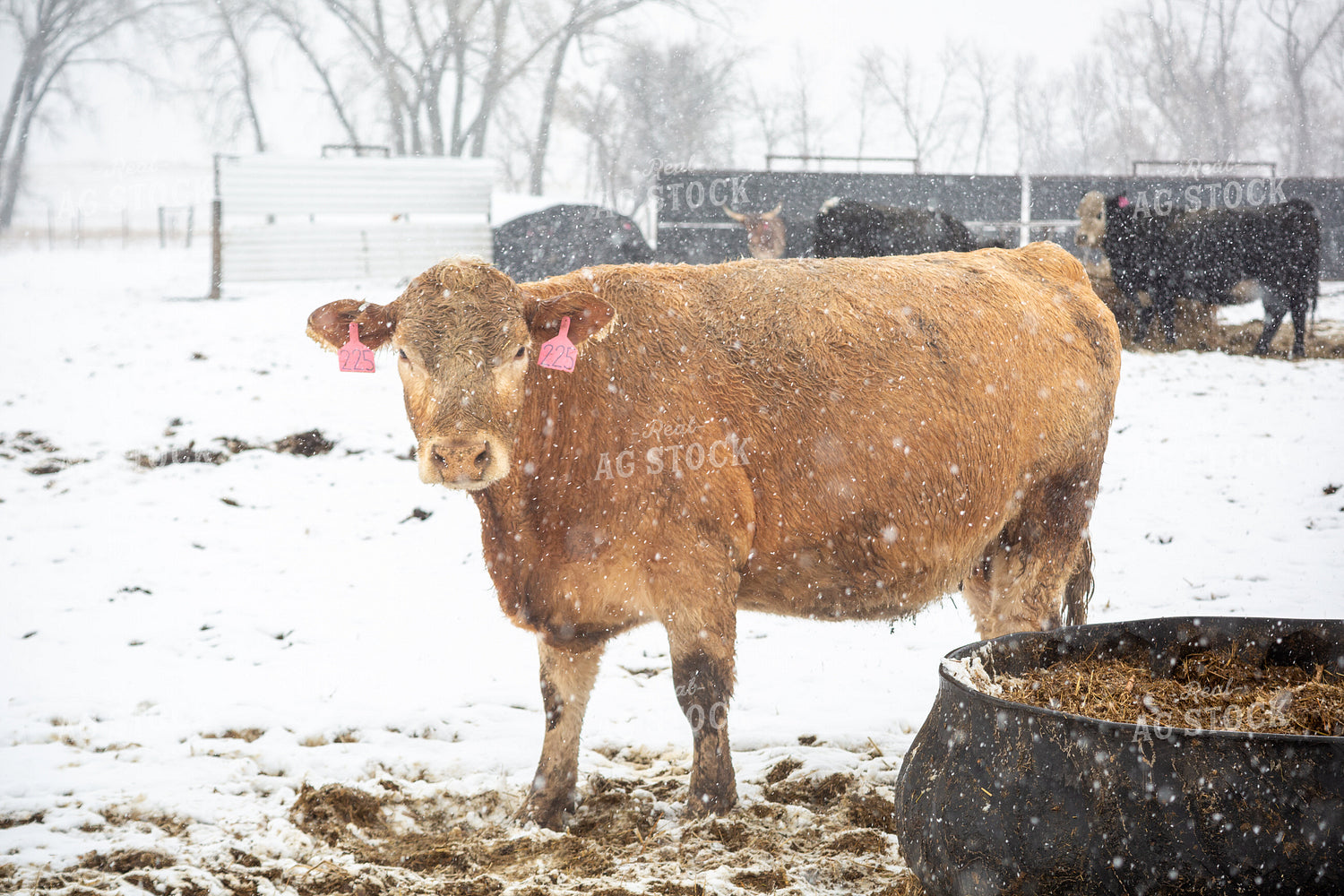 Cattle in Snow 155447