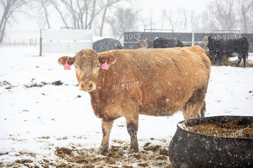 Cattle in Snow 155447