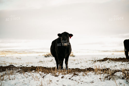 Cow in Snowy Pasture 54037