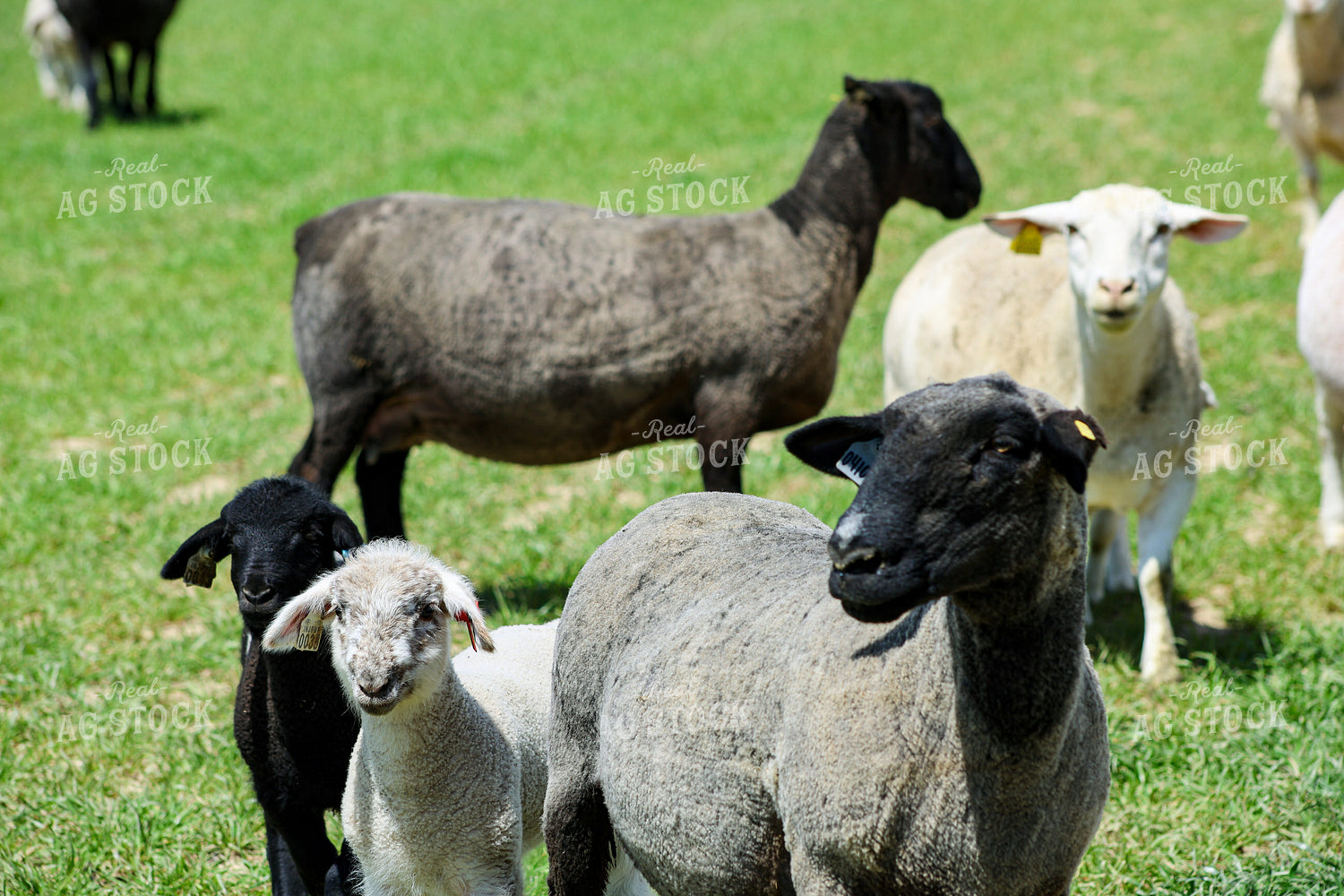 Lambs and Ewes 84281