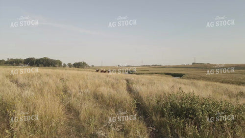Ranchers on Horseback in Pasture Drone 6531