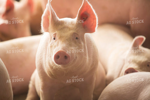 Pigs in Barn 3864