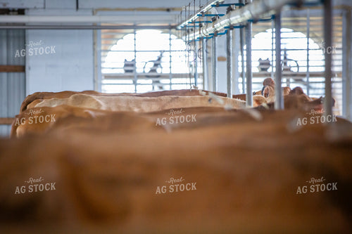 Dairy Cows in Barn 270472