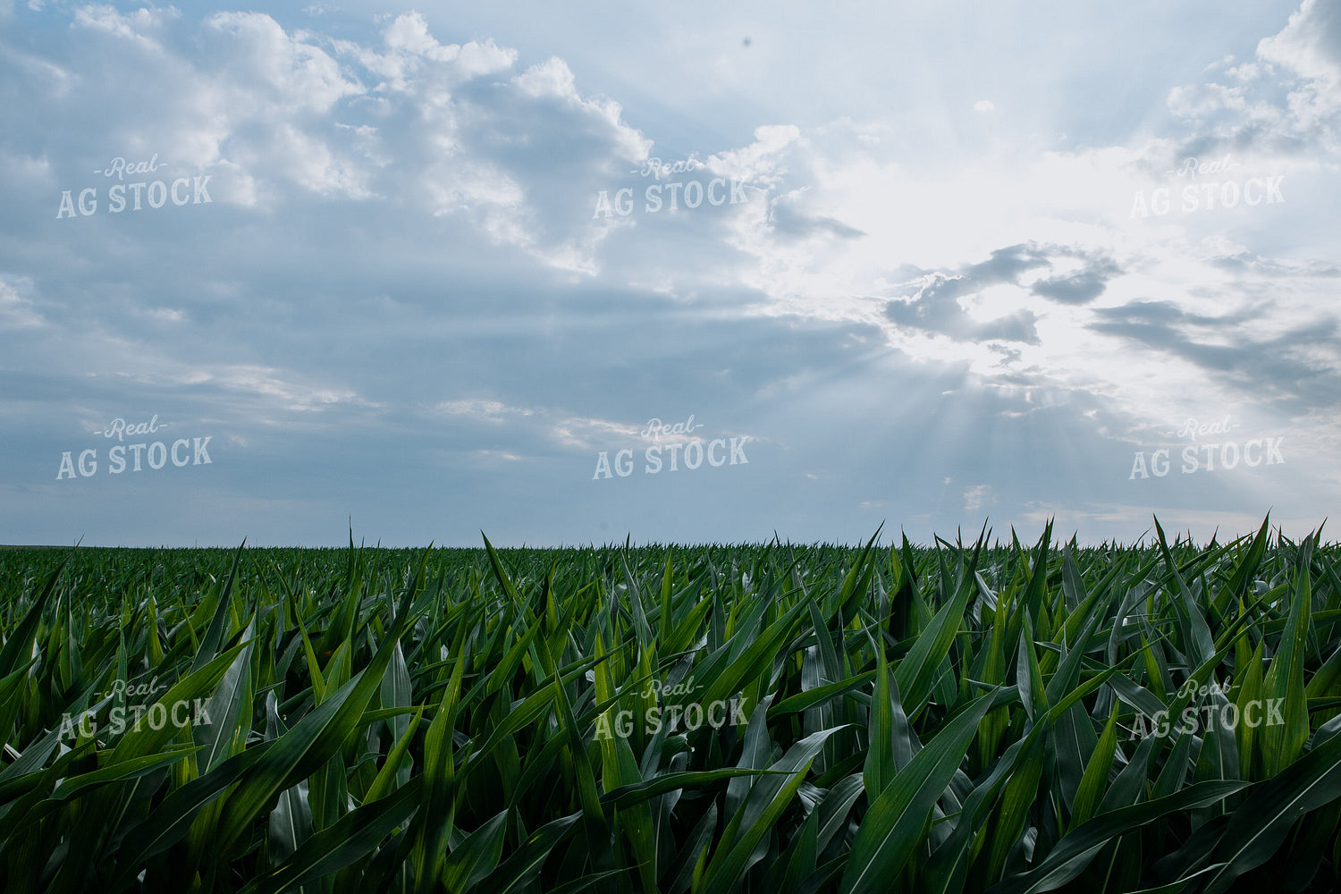 Corn Field 77280