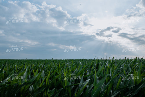 Corn Field 77280