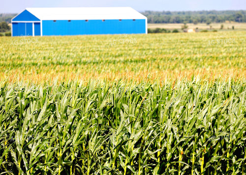 Mid-Season Corn Field 141648