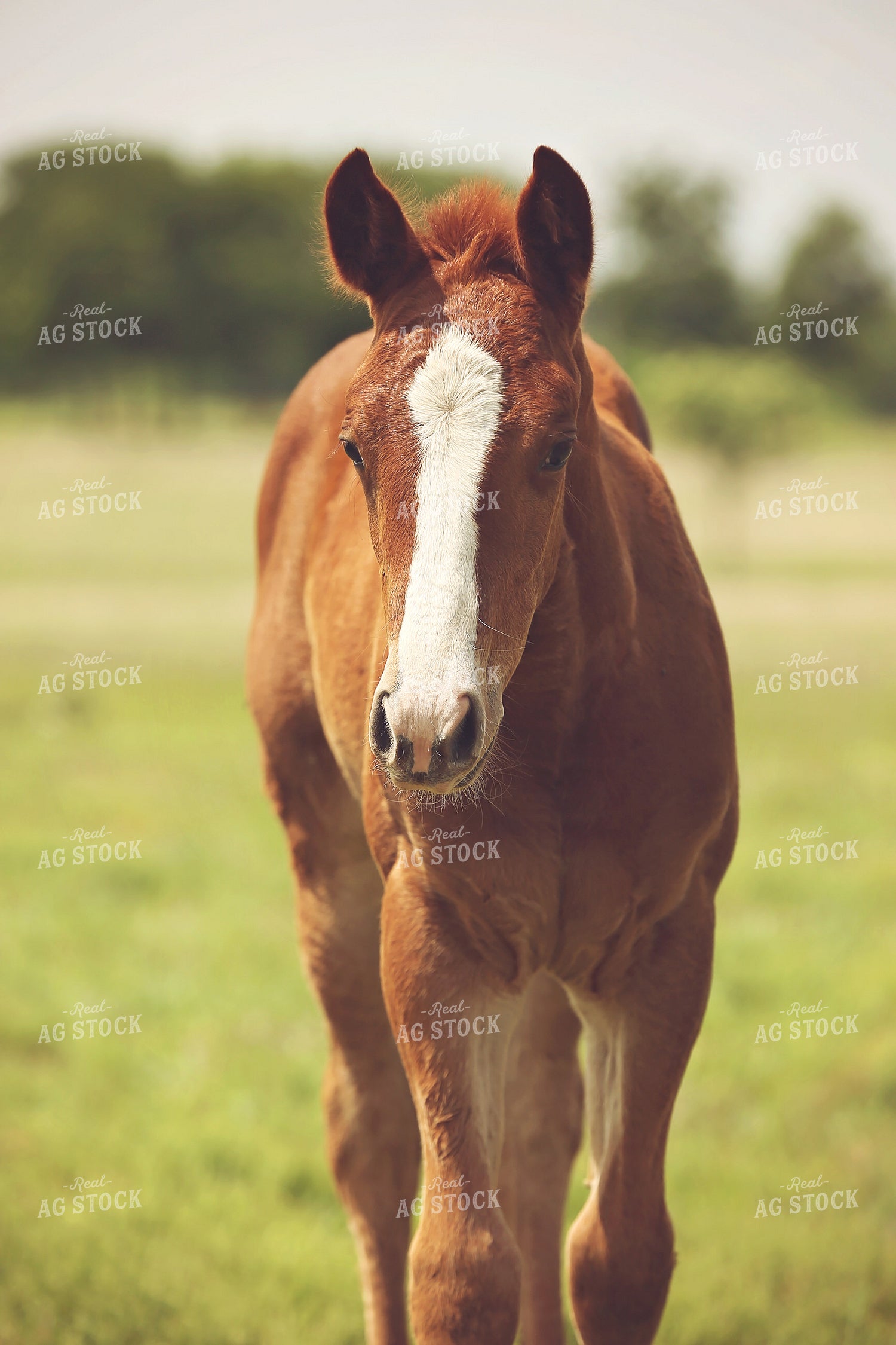 Foal 127059