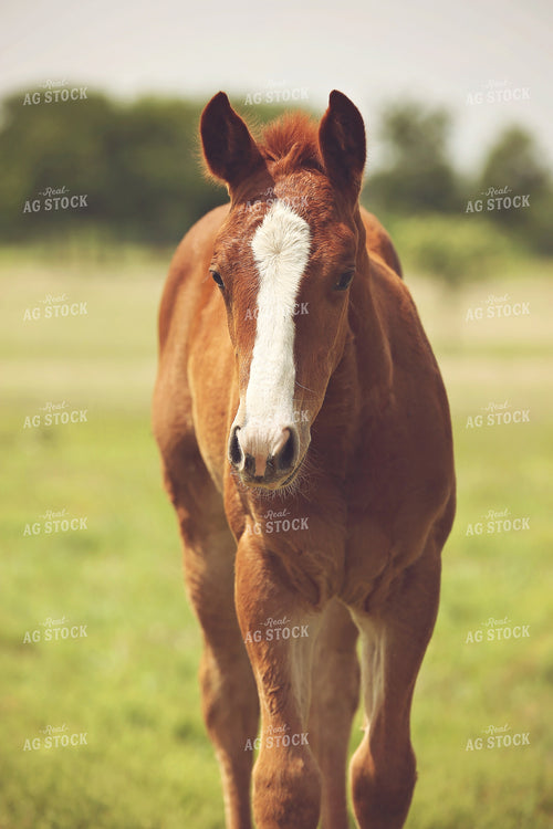 Foal 127059