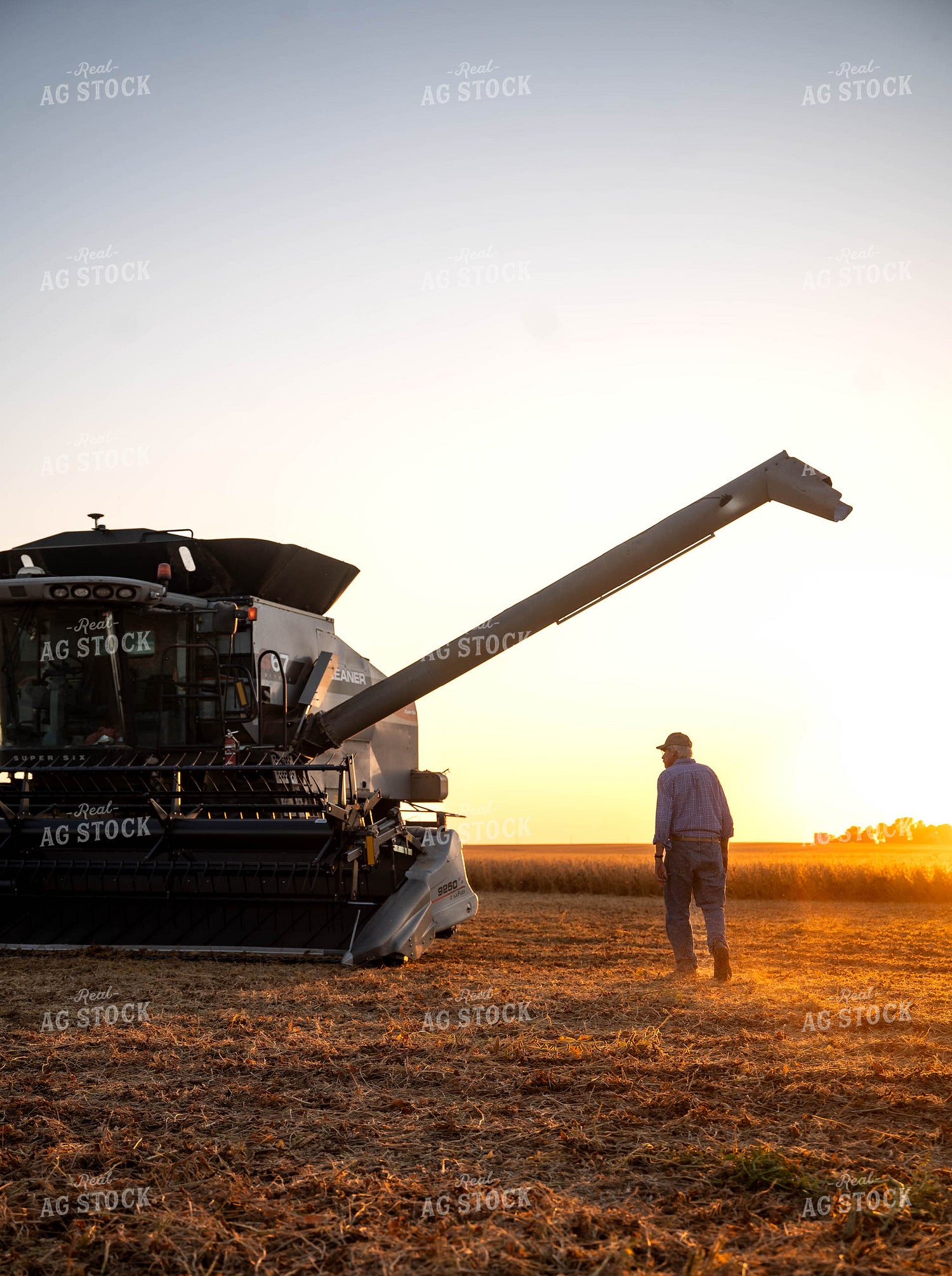 Soybean Harvest 115884