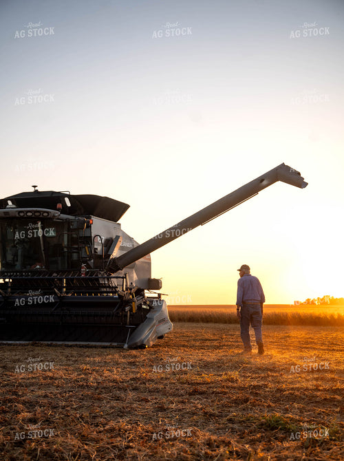 Soybean Harvest 115884