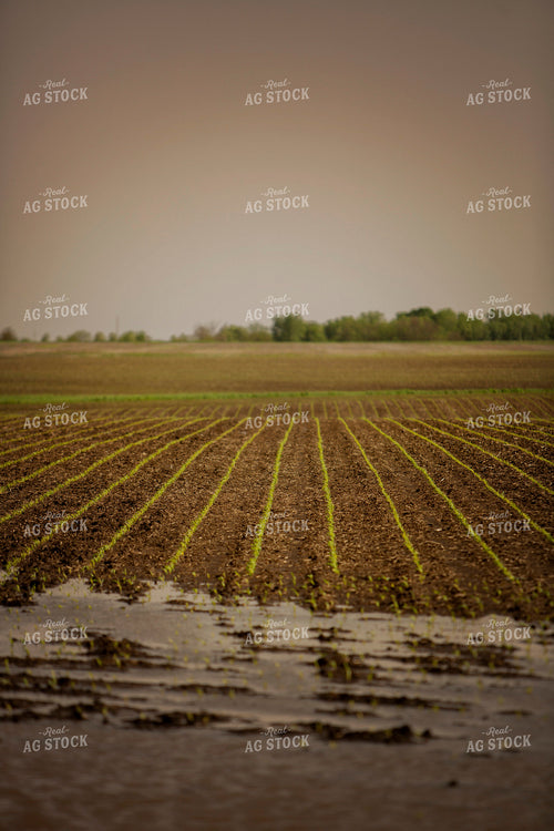 Early Growth Corn in Wet Soil 5546