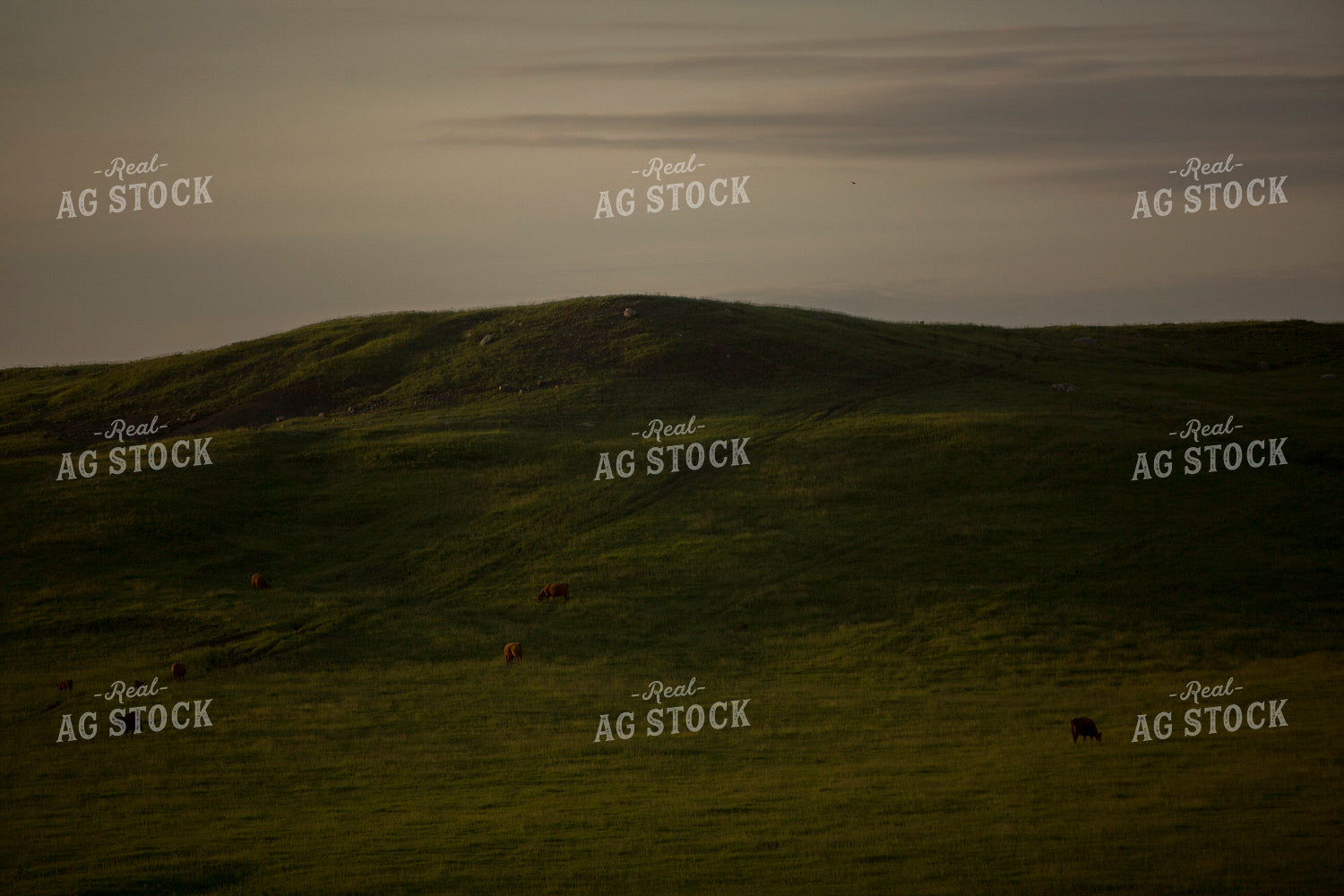 Cattle 1711