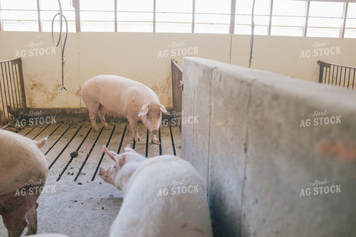 Pig in Pen in Modern Barn 3235