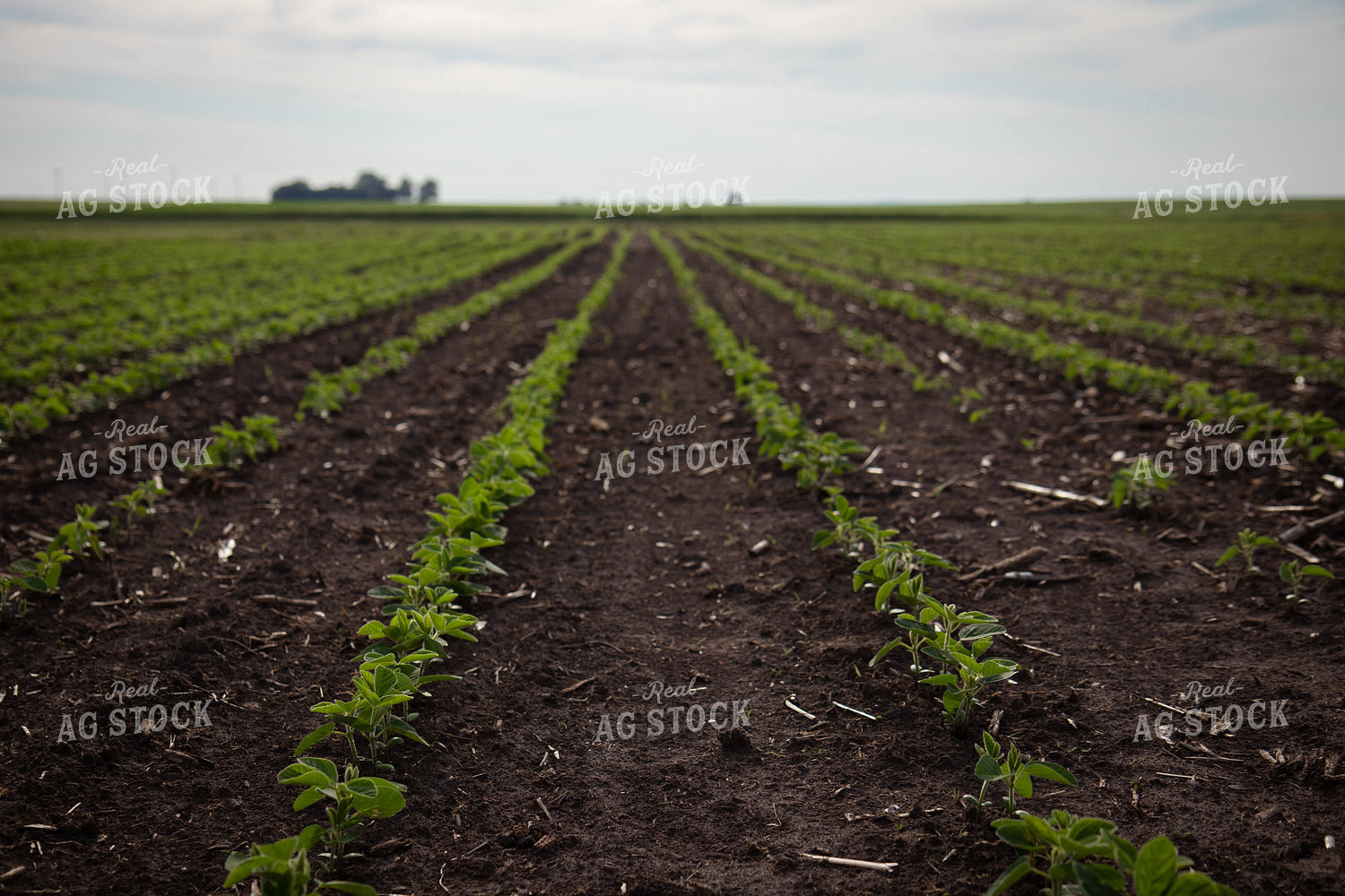 Early Growth Soybeans 268281