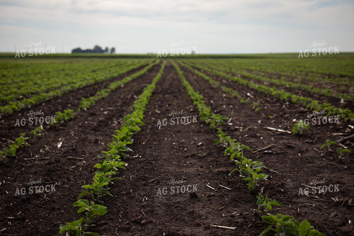 Early Growth Soybeans 268281